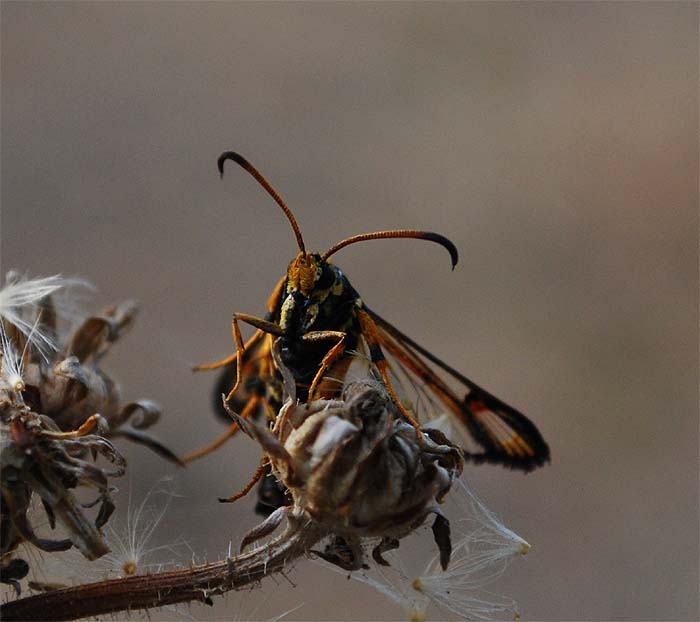 Bembecia cfr. ichneumoniformis (Sesiidae)